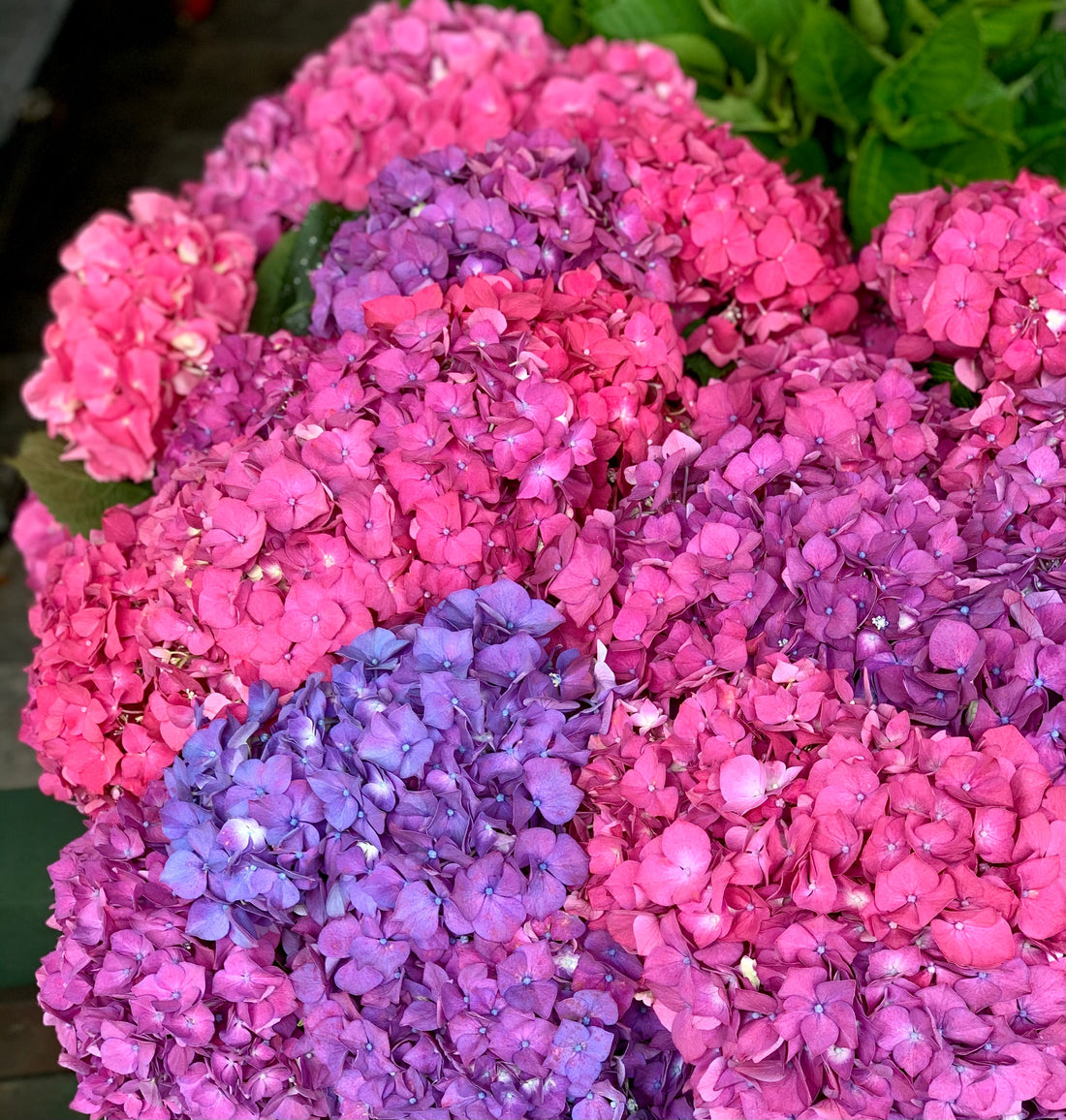 Why Bud’s Floral Workshops Are a Must-Do Experience on Waiheke Island